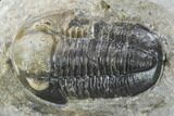 Detailed Gerastos Trilobite Fossil - Morocco #134062-1